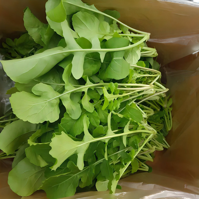 7위 - 안산팜 로케트루꼴라, 1kg, 1개
