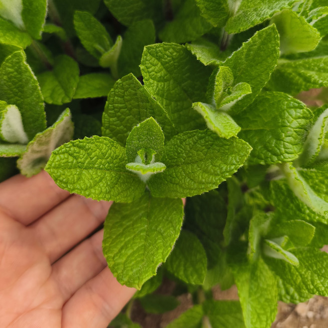 음료용 민트잎 식용허브 무농약 허브 큰잎 애플민트, 100g, 1개