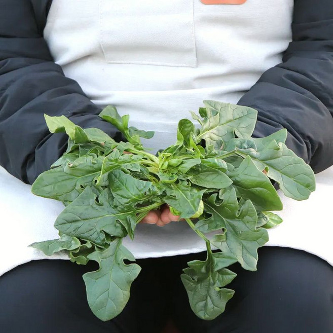 [당일출고] 국내산 남해섬초 500g 1kg 2kg, 1박스