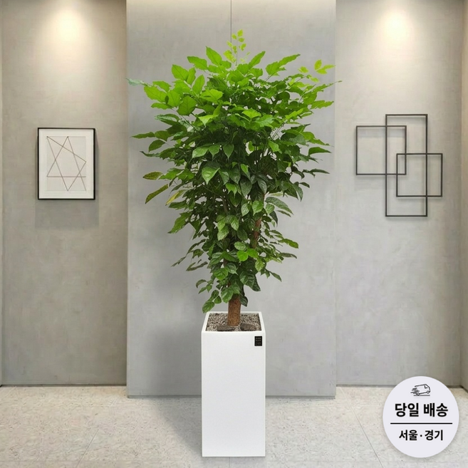 에코플랜트(서랍형받침+리본증정+당일배송) 개업식 대형 파키라 행운목실내 식물 카페 사무실 이전 축하 화분, 02. 녹보수 흰색, 1개