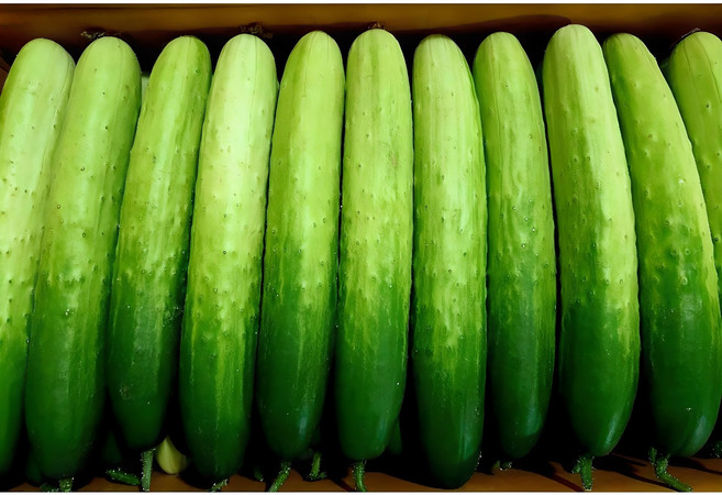 (가락시장까망콩)맛있고 싱싱한 백오이 10개, 2kg(10입), 1개