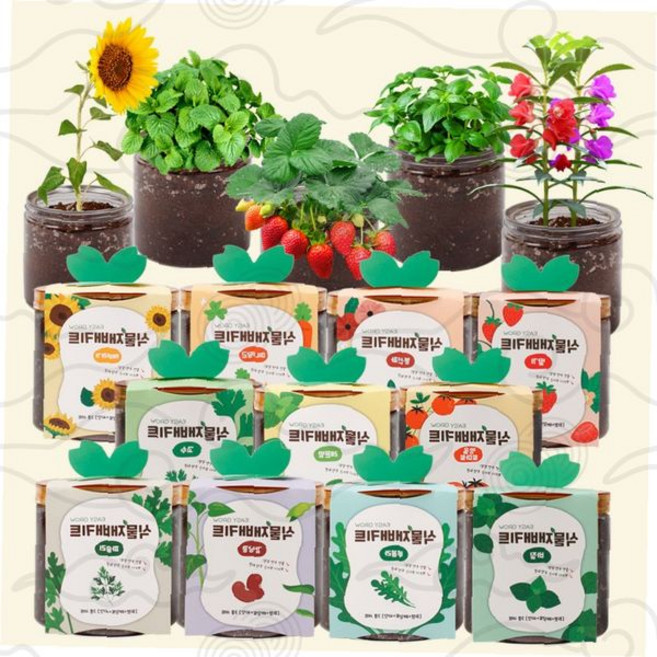 베란다텃밭 이지그로우 딸기 바질 식물재배키트 키우기, 11봉선화