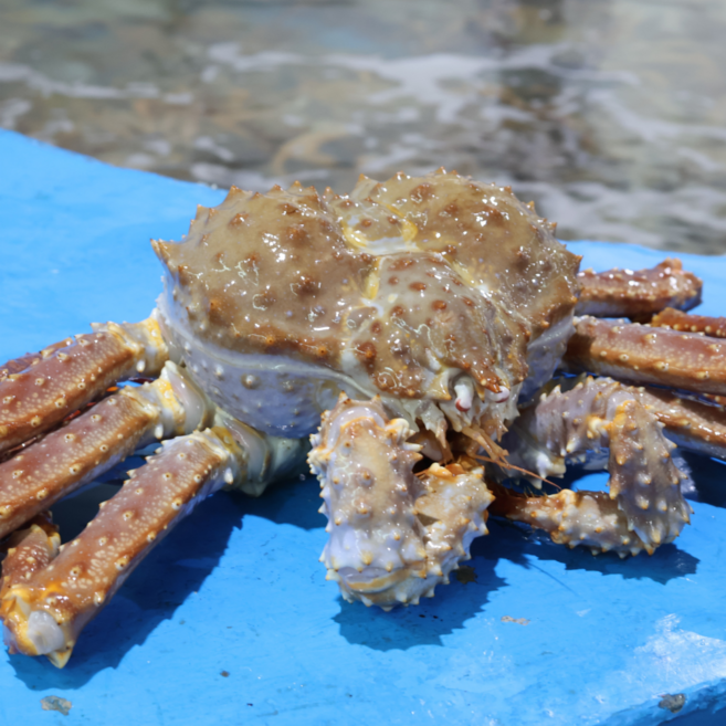 러시아 활 킹크랩 수율 90% 보장 러시아킹크랩, 1개, 2kg