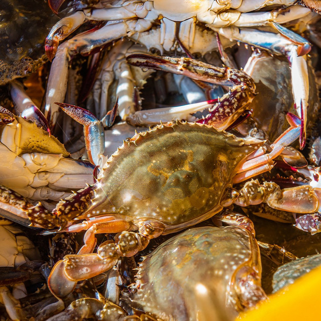 [해동찬가] 자연산 프리미엄 국내산 알배기 암꽃게, 1개, 1kg 3미~5미
