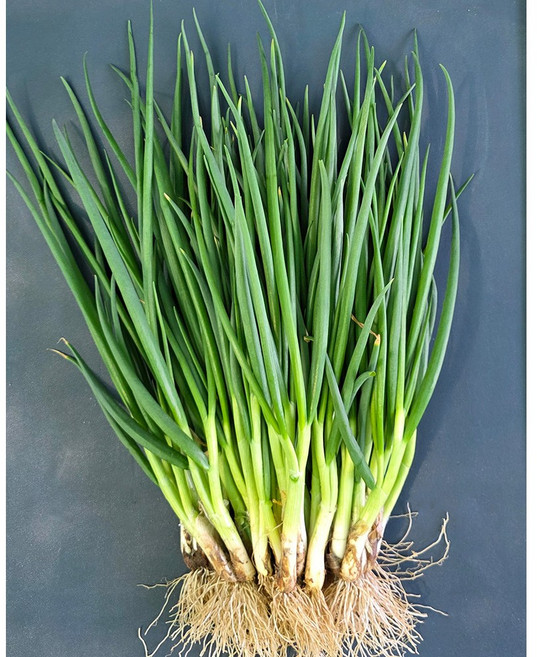 친환경 무농약 월동 쪽파 흙쪽파 당일수확 손질, 1개, 4kg
