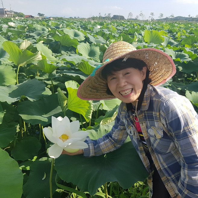 명당연향 (부안 연꽃사랑) 생연잎 햇연잎 2KG 약 20~25장(큰사이즈), 1개