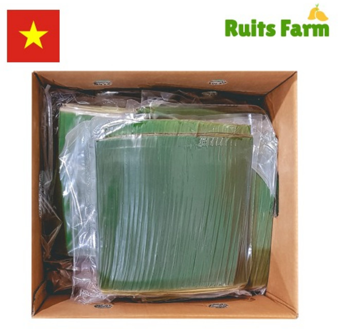 [루츠팜] 베트남 생 바나나잎 10kg 베트남바나나잎 banana leaf 생바나나잎, 1개
