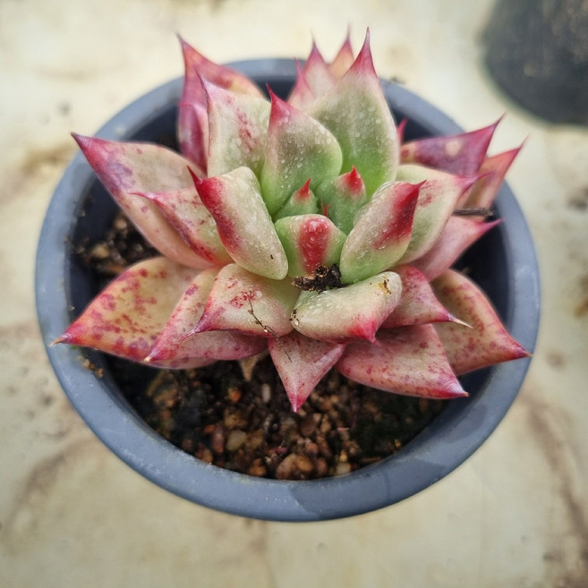[수암다육] 사이키 랜덤발송 Echeveria 'Psyche' 랜덤발송 다육 다육이 다육식물, 1개