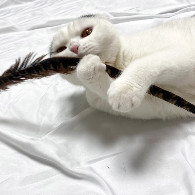 꿩 깃털 45~50cm 고양이 행동유발 장난감 만들기 사냥 놀이 운동, 3개