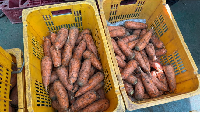 [!초특가!] 26년 쥬스용 햇당근, 1개, 1kg