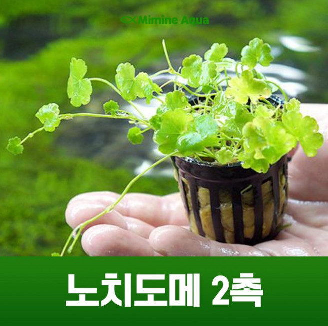 미미네아쿠아 초보 수초 키우기 노치도메 2줄기, 1세트