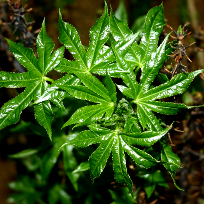 나무마켓 특약용 묘목 특선 5주 묶음, 산수유 실생2년 x 5주, 1개