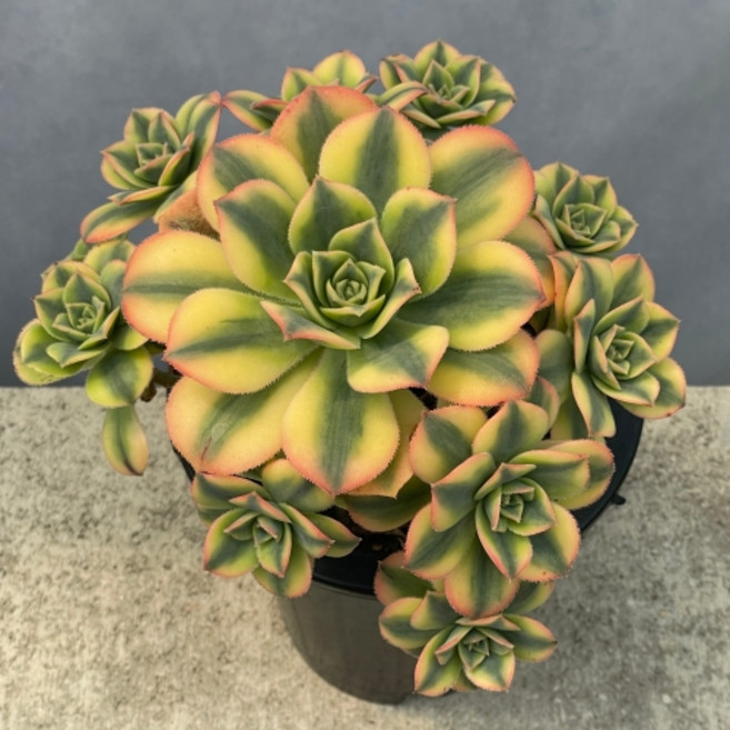 [ 풀풀다육 ] 까라솔 플로레센스 일월금 스타버스트 중품 다육 식물 국민 다육이, 플로레센스 중품, 1개, 혼합색상