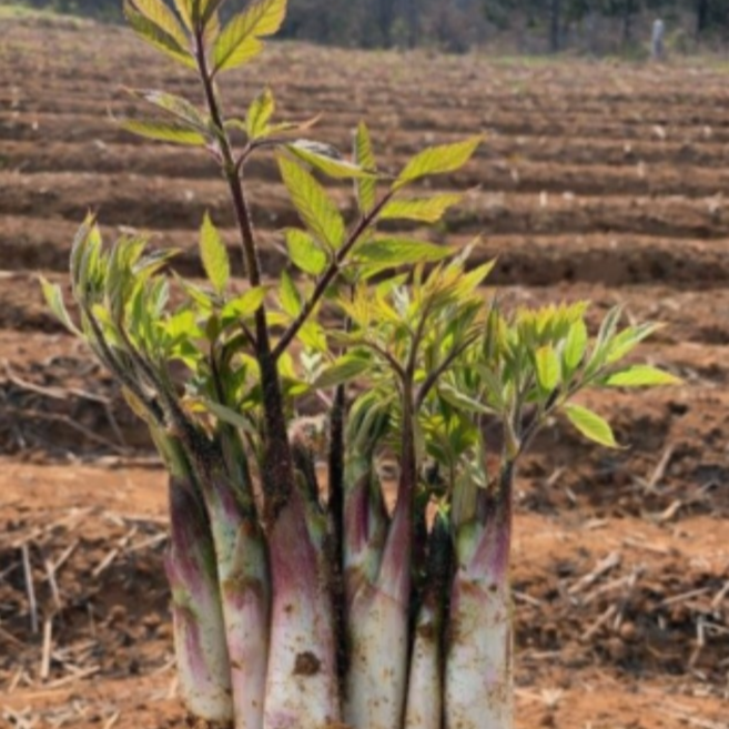 [타임세일초특가] 하루50박스만 봄의향기 아삭아삭 땅두릅, 1박스, 500g