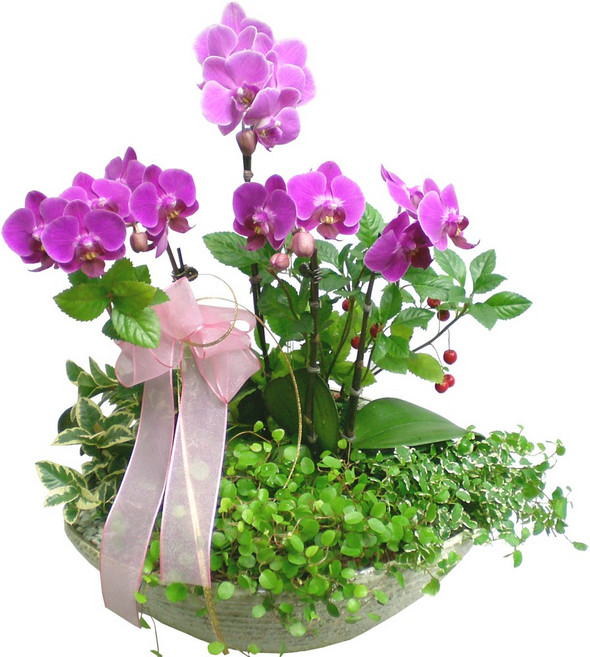 명품옥화동양난 서양난 호접난 개업난 축하난 개업식난 전시회 축하꽃배달 전국당일꽃배달, 1개