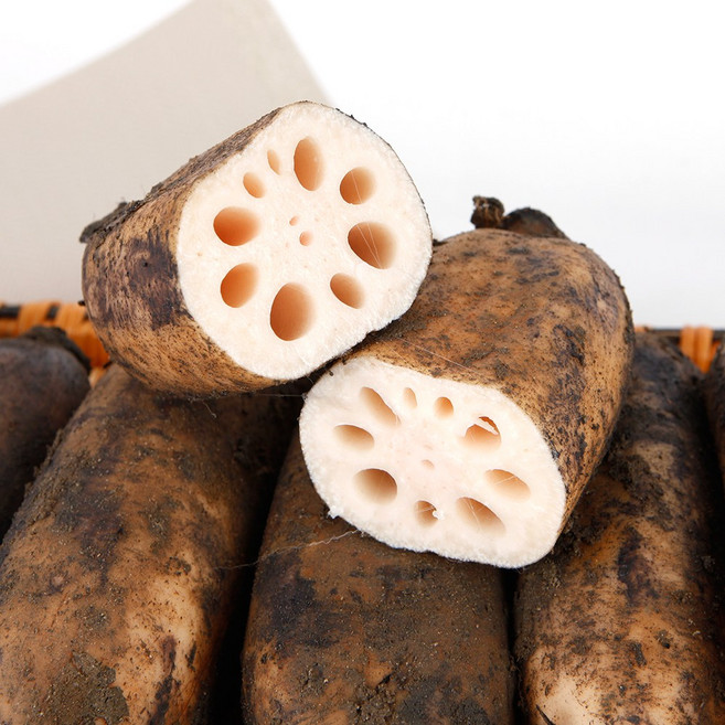 국내산 함안 생 흙연근 상품 햇연근 1kg 외, 5kg, 1개