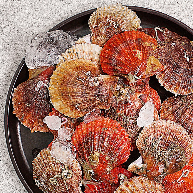 통영 세척 비단 홍가리비, 1개, 비단가리비2kg