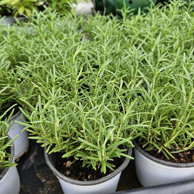 허브 로즈마리 식용식물 소품, 1개, 단일