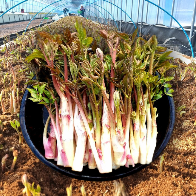 국내산 땅두릅 튀김용 장아찌용 두릅 제철 봄나물, 500g, 1박스