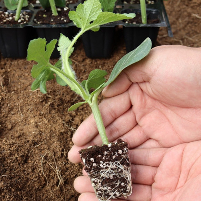 애플수박모종5주 10주 20주 40주 공주육묘장직송 미니수박 공중수박 수박재배, 5개