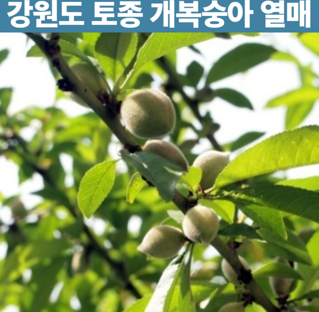 국산 야생 노지 토종 게복숭아 돌복숭아 개복숭아 열매 강원도 절임 효소 만들기 생과 생 햇 제철 5kg 10kg