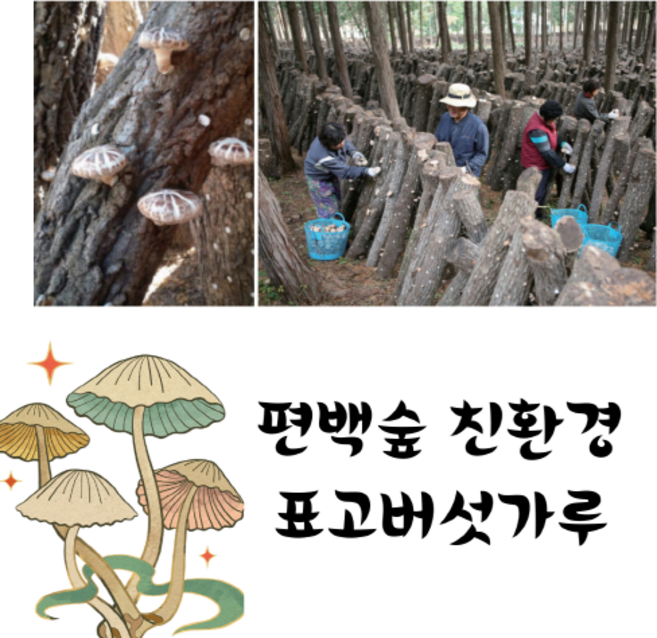 편백나무 숲에서 자란 장흥 표고버섯 분말세트 100g