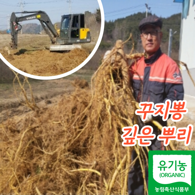 [품질보장] 26년 유기농 구찌뽕 꾸지뽕 꾸찌뽕 구지뽕 뿌리 차 나무, 1kg, 1개