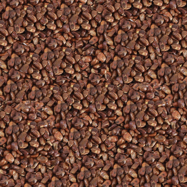 볶음 옥수수18k 국산 옥수수차 옥수수물 옥수수볶음, 1개, 1개입, 18kg