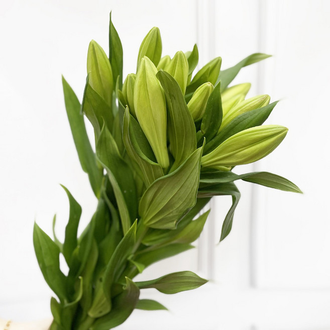 [플라워365마켓] 백합 10대 양재꽃시장 직경매 꽃배달 싼곳 생화꽃 도매, 1개