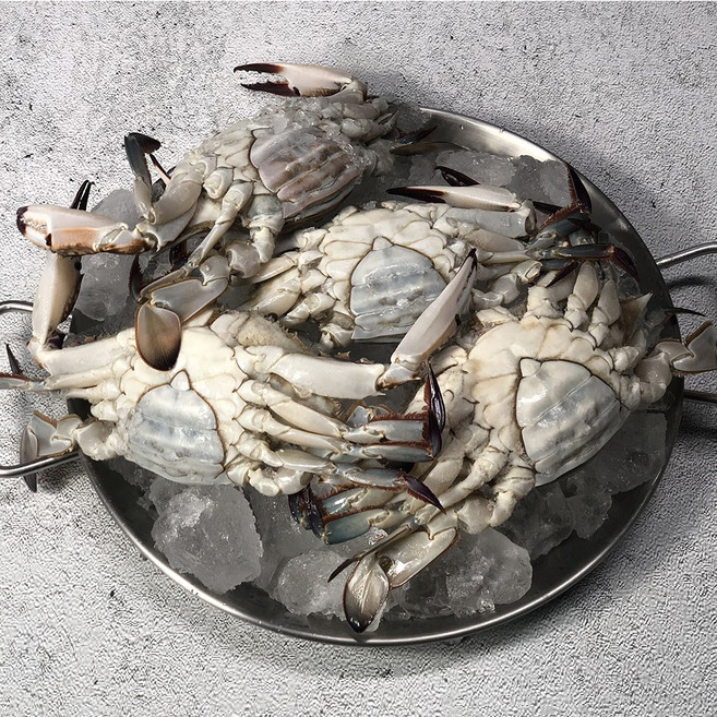 [산지직송] 봄 제철 서해 알배기 활 암꽃게