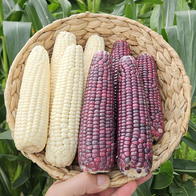 [품질보장] 강원도 삶은 냉동 찰옥수수 특품 쫀득달달 미백 흑찰 햇옥수수, 1개, 찰옥수수 삶은냉동 특품 10개, 1개