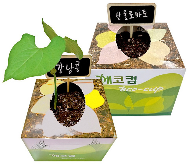 강낭콩 방울토마토 봉선화 식물 채소 씨앗 식물키우기 씨앗키우기 에코컵 (1키트)