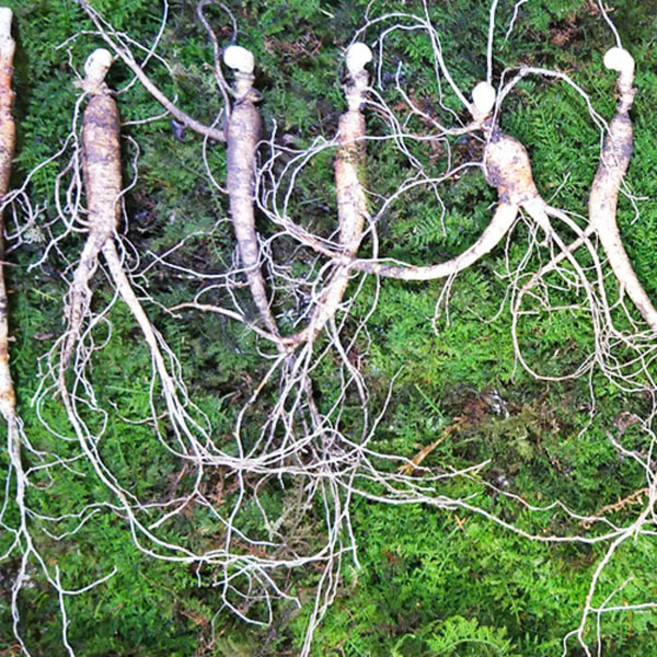 11~12년근 30뿌리 산양삼 건강관리 영양제, 1개