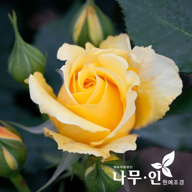 [나무인] 고급사계정원장미 골드바니(노랑색) 30종