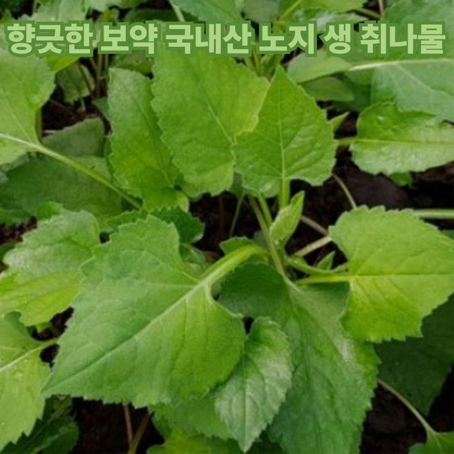 국내 노지 생취나물 당일경매, 1kg, 1박스