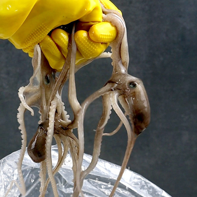 자연산 신안 무안 목포 뻘낙지 살아서 도착 산낙지, 5개, 소낙지(50g~70g)