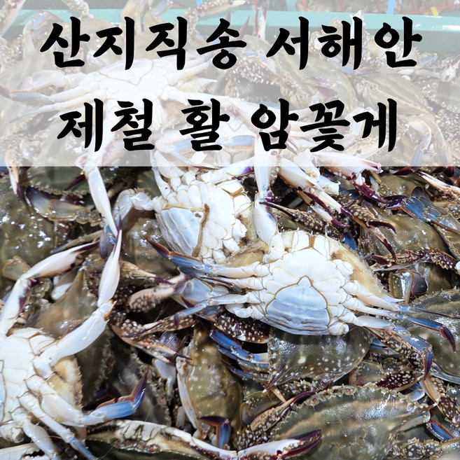 산지직송 서해안 활 꽃게, 1개, 2kg