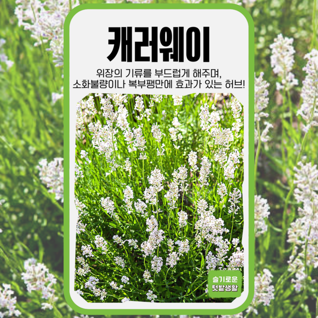 캐러웨이 씨앗 100립 세계종묘 종자 모종 씨 작물 허브 향신료 다년생 노지월동 향채소, 1개