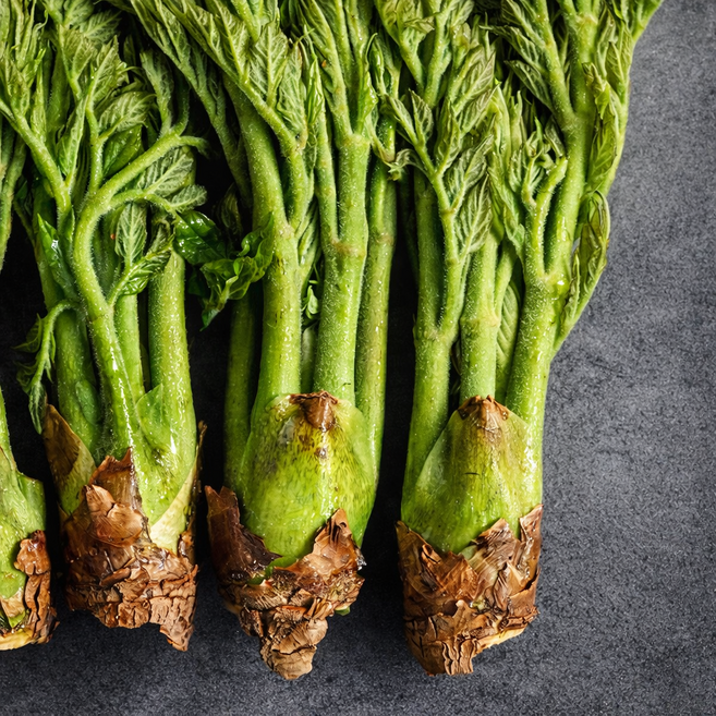 지리산 하동 두릅 자연산 참두릅 500g 1kg, 1개