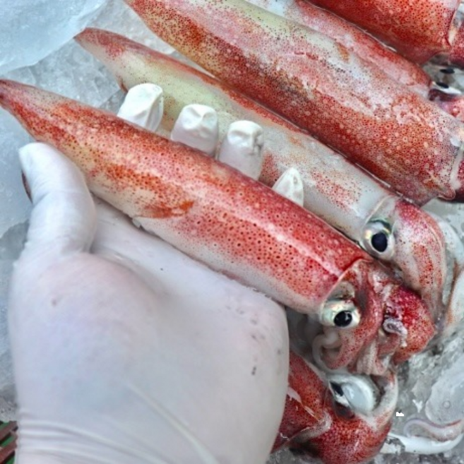 [선주직송] 특품 급냉 한입 한치 고단백 저지방 찜 구이 볶음용, 1개, 특품 급냉 한입 한치(30~50미) 1kg