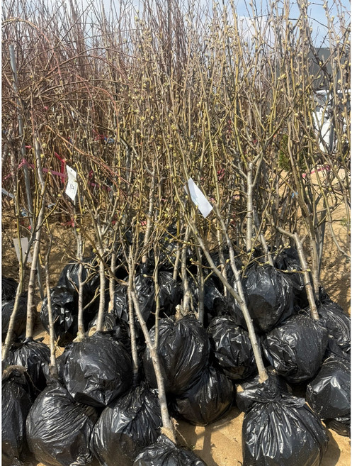 나무1번지- 배나무 묘목 원황배 결실주 분묘, 1개, 원황배 분묘