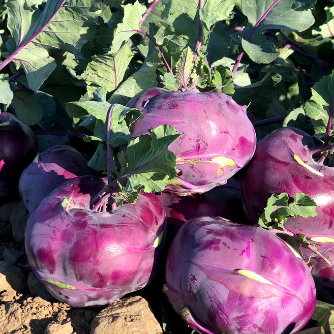 제주 콜라비, 5kg, 1개