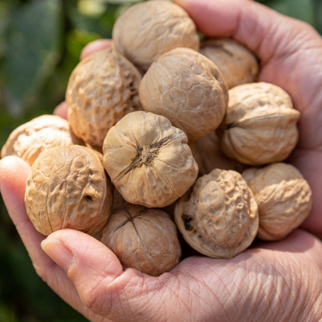 맘앤맘 2025년 프리마베라 미국산 햇 피호두 3kg 호두 대용량, 1개