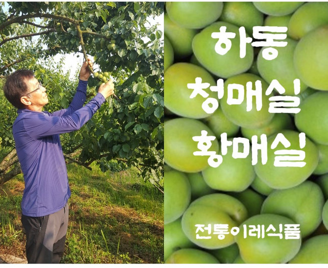 6위 - [전통이레식품] 하동 매실 국내산 황매실 엑기스용 토종 10kg, 1박스, 황매실 토종10kg
