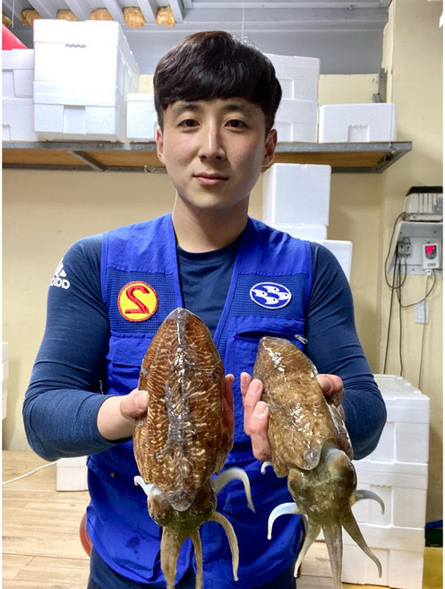 kg에 2~3마리 특대 활 냉동 갑오징어 2kg~3kg, (급냉)갑오징어(2-3미씨알) 2kg, 1개