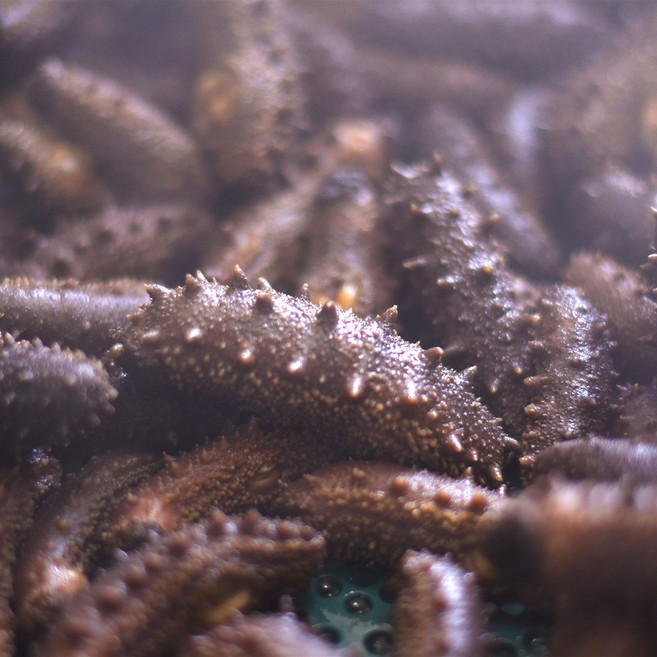 자연산 해삼 손질 자숙 100g 10미내외 국내산 자숙해삼 유산슬 중식재료, 1개