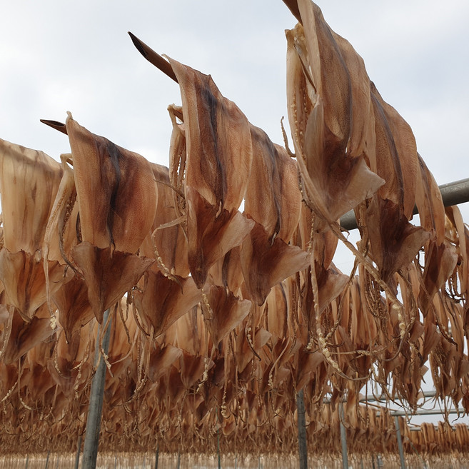 국내산 쫄쫄이 오징어 1.1 550g 굽지않고 간편하게 5미 10미 맥주안주 건어물 마른오징어, 1개, 국내산 1.1 (550g)10미