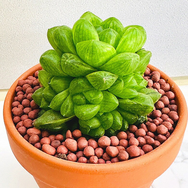 농장직송 산아래 다육이 생명력최고 키우기쉬운 공기정화 전자파차단 하월시아 옵튜사 다육 식물 선인장, 1개, 럭셔리