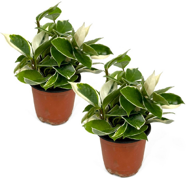 감동샵 1+1 호야 테이블야자 홀리페페 스파티필름, 1세트, 호야 1+1