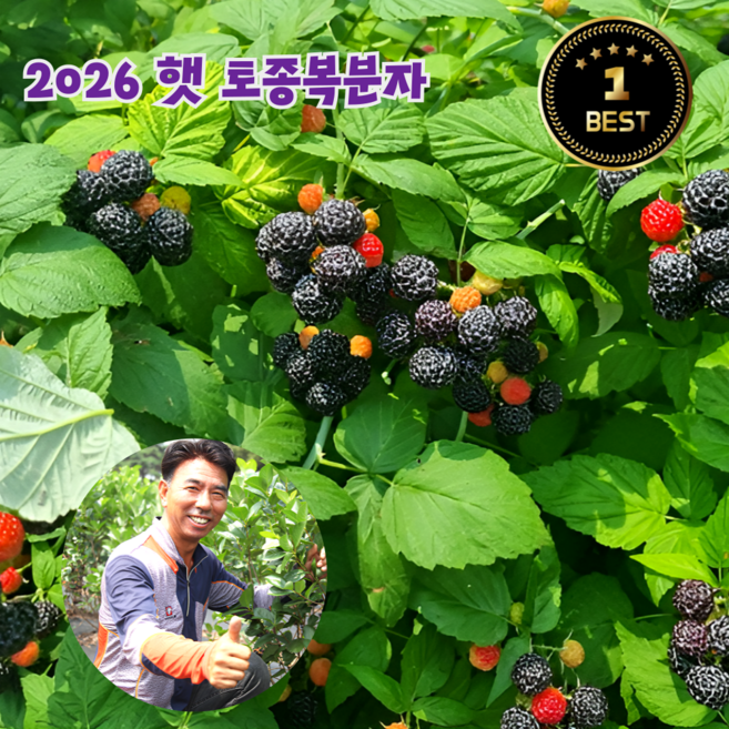 국내산 햇 토종 복분자 급냉 최고당도 제철 과일 산지직송, 1개, 1kg (특품)